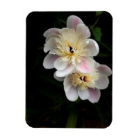 Aimant des pivoines