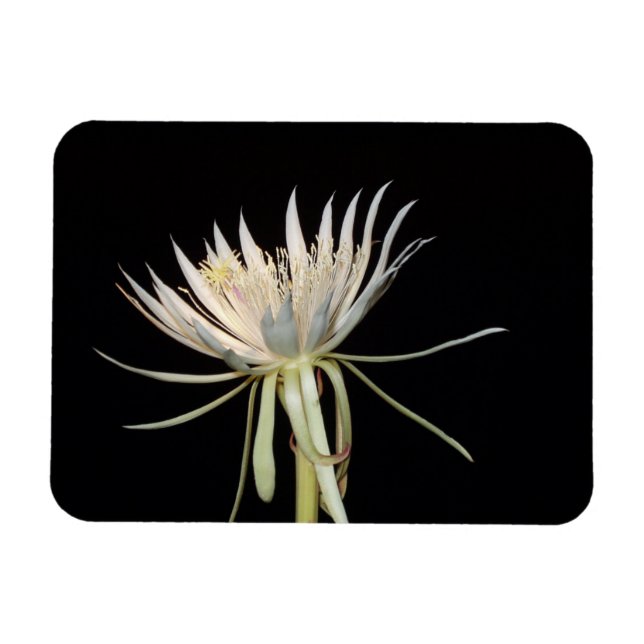 Magnet Flexible Aimant fleur de cactus (Horizontal)