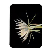 Aimant fleur de cactus