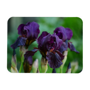 Magnet Flexible Aimant Fleurs Iris Violet