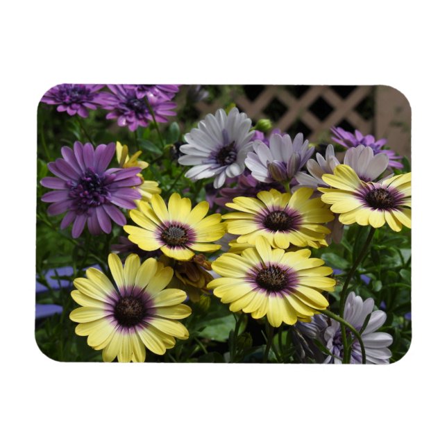 Magnet Flexible Aimant Fleurs Jaunes et Violets (Horizontal)