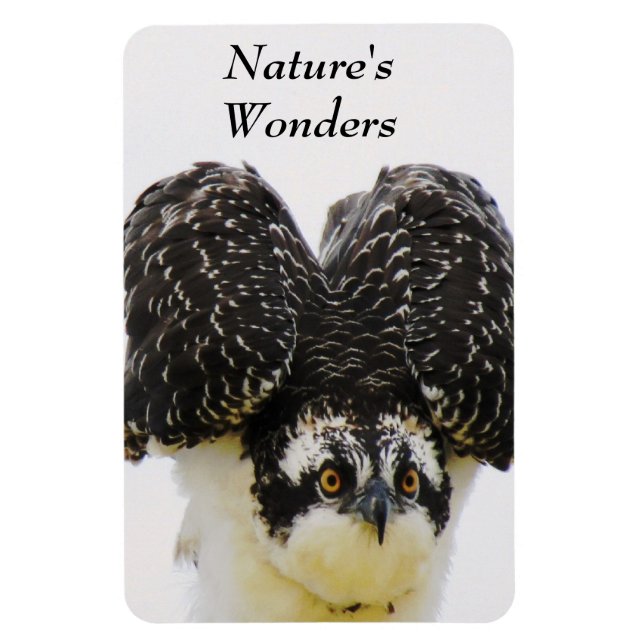 Magnet Flexible Aimant Flexi Osprey Eyes (Vertical)