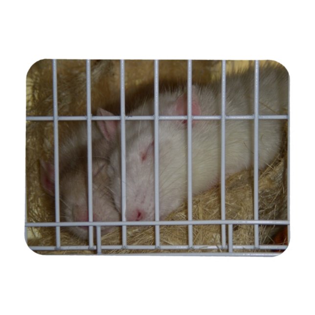 Magnet Flexible Aimant Flexi Rats (Horizontal)