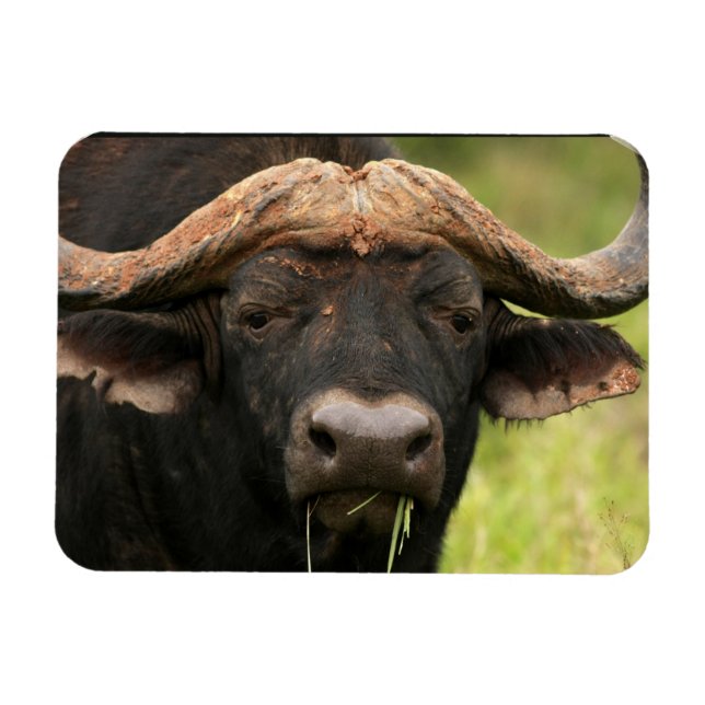 Magnet Flexible Aimant flexible à bison d'eau (Horizontal)