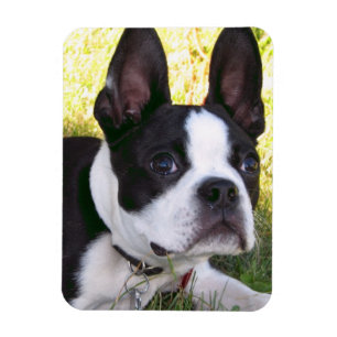 Magnet Flexible Aimant flexible Boston Terrier Pup