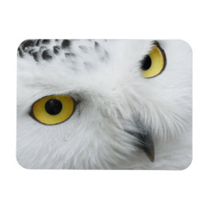 Magnet Flexible Aimant flexible de photo de hibou de Milou