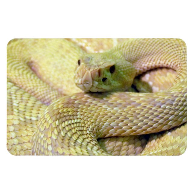 Magnet Flexible Aimant flexible de serpent de bétail albinos (Horizontal)