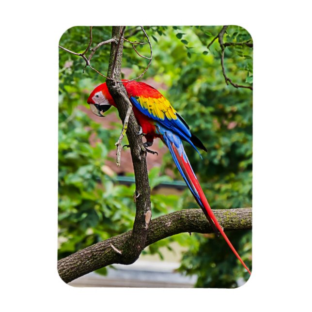 Magnet Flexible Aimant flexible Macaw rouge (Vertical)