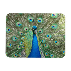 Magnet Flexible Aimant flexible Peacock
