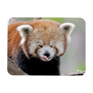 Magnet Flexible Aimant flexible Photo panda rouge, animaux 0259.