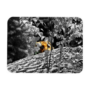 Magnet Flexible Aimant flexible semi-transparent de tigre