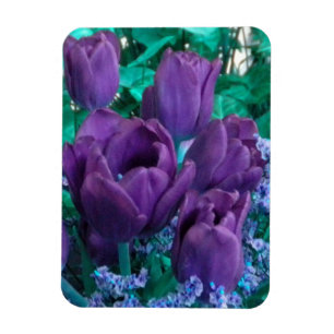 Magnet Flexible Aimant frigo Tulipes violettes foncées