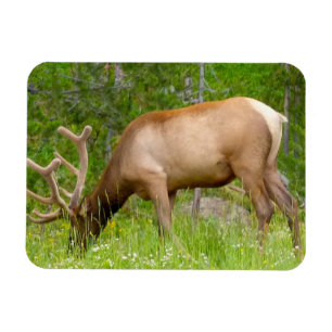 Magnet Flexible Aimant frigorifique Elk de Yellowstone