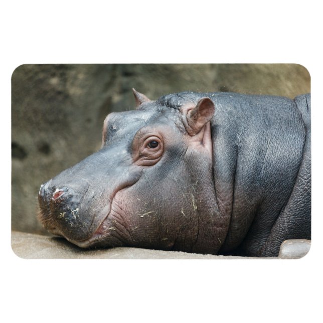 Magnet Flexible Aimant Hippopotame (Horizontal)