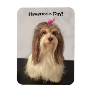 Magnet Flexible Aimant, JOUR de HAVANESE ! par Nancy Lee Garrett