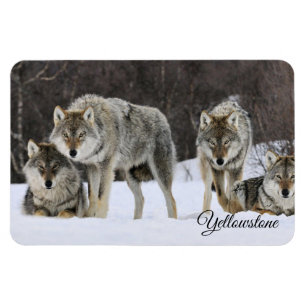 Magnet Flexible Aimant-Loups de Yellowstone