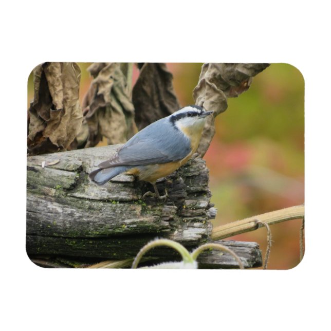 Magnet Flexible Aimant Nuthatch (Horizontal)