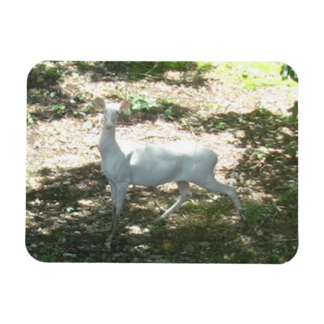 Magnet Flexible Aimant photo blanc/albino cerf 3x4 (Horizontal)
