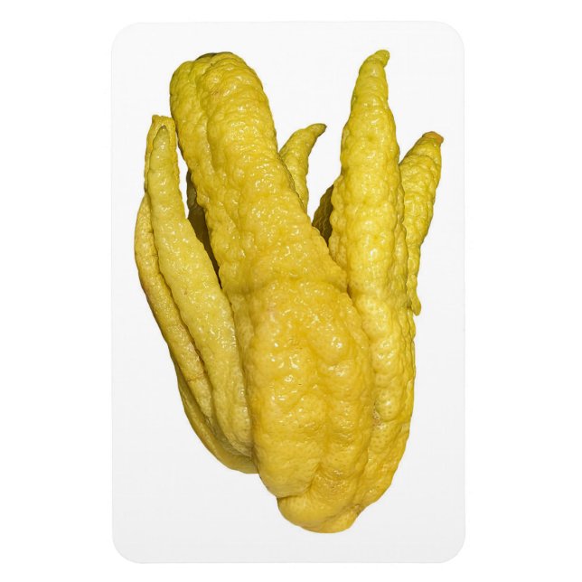Magnet Flexible Aimant photo de fruits Citron (Vertical)