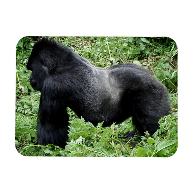 Magnet Flexible Aimant photo de gorille de Silverback (Horizontal)