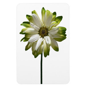 Magnet Flexible Aimant photo Fleur de la marguerite