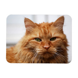 Magnet Flexible Aimant photo flexible Chat de Maine Orange