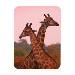 Magnet Flexible Aimant photo flexible Giraffes