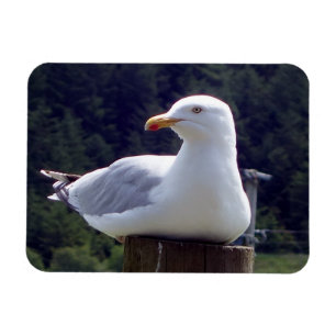 Magnet Flexible Aimant photo flexible horizontal Seagull