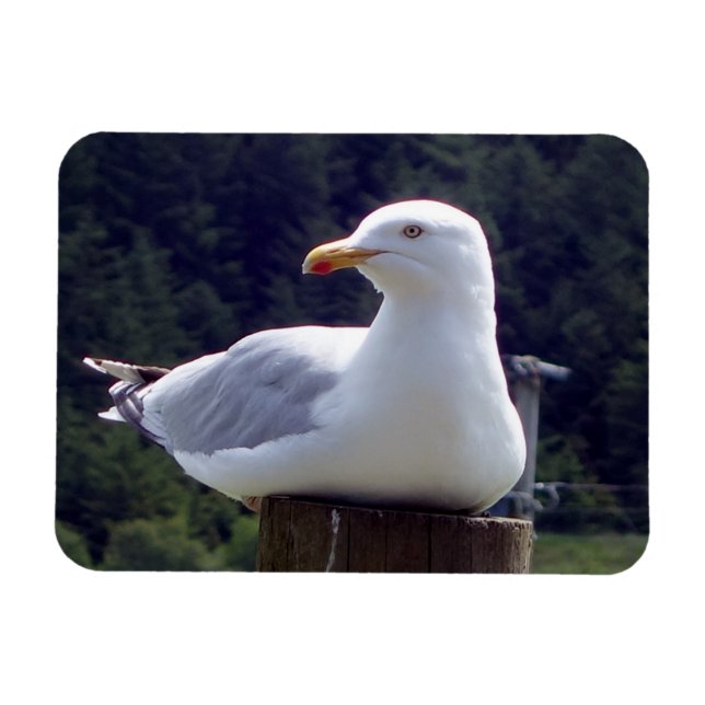 Magnet Flexible Aimant photo flexible horizontal Seagull (Horizontal)