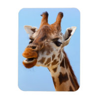 aimant Portrait Giraffe