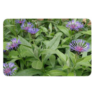Magnet Flexible Aimant Premium Cornflowers