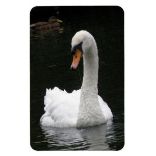 Magnet Flexible Aimant Premium de cygne blanc