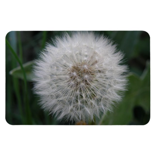 Magnet Flexible Aimant Premium de la fleur de candéon (Horizontal)