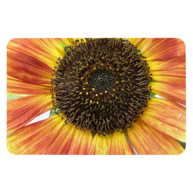 Magnet Flexible Aimant Premium de tournesol orange (Horizontal)