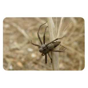 Magnet Flexible Aimant Premium déplaisant CrawSpider