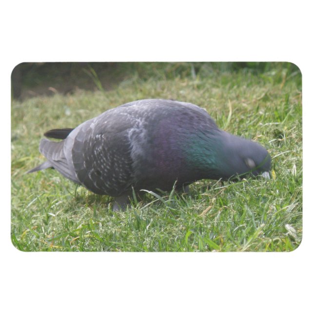 Magnet Flexible Aimant Premium Pigeon dormant (Horizontal)