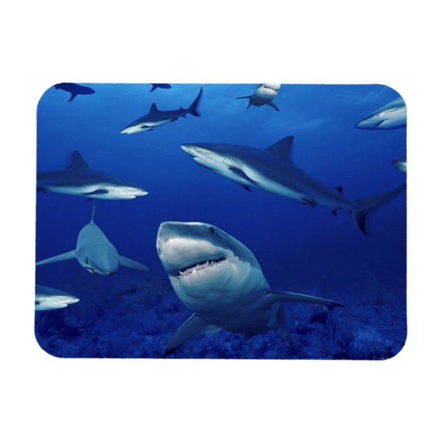 Magnet Flexible Aimant requins (Horizontal)