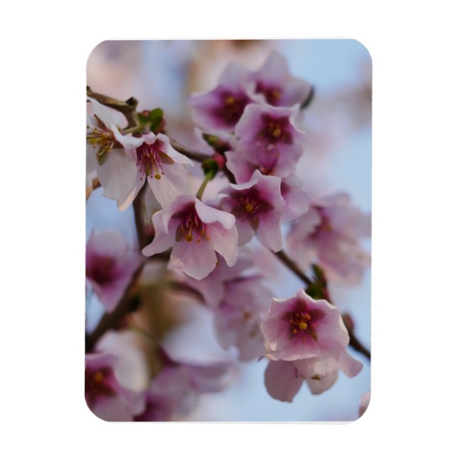 Magnet Flexible Aimant rose en fleur de cerisier (Vertical)