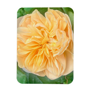 Magnet Flexible Aimant Rose Jaune