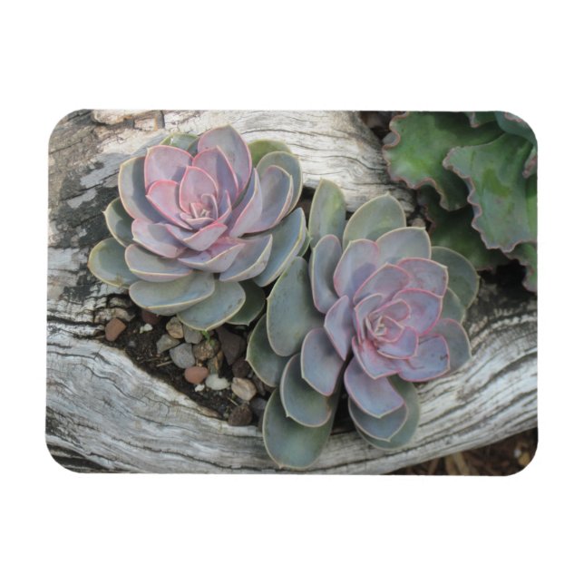 Magnet Flexible Aimant Succulent Echeveria (Horizontal)
