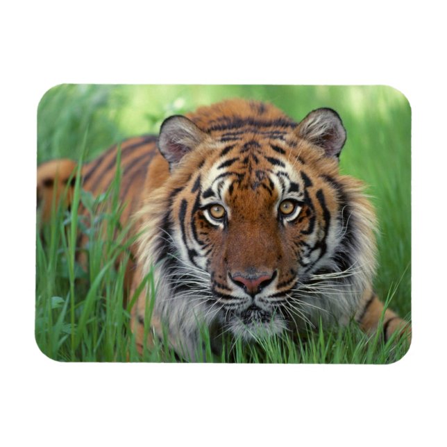 Magnet Flexible Aimant tigre (Horizontal)