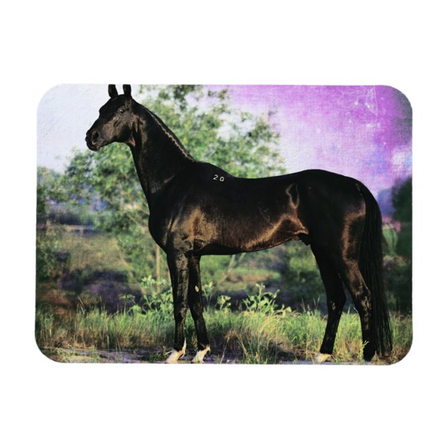 Magnet Flexible Akhal-teke Stallion (Horizontal)
