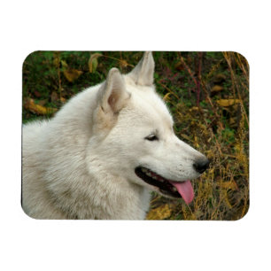 Magnet Flexible Alaskan Malamute Chien photo