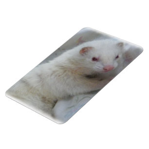 Magnet Flexible Albino Ferret Picture