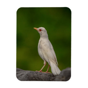 Magnet Flexible Albino Robin dans Crown Point