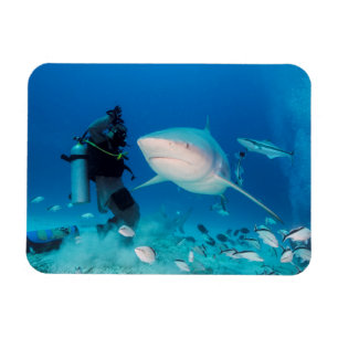 Magnet Flexible Alimentation de Taureau