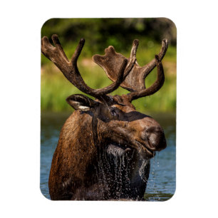 Magnet Flexible Allaitement d'orignaux dans le parc national des G