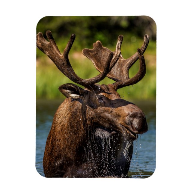 Magnet Flexible Allaitement d'orignaux dans le parc national des G (Vertical)
