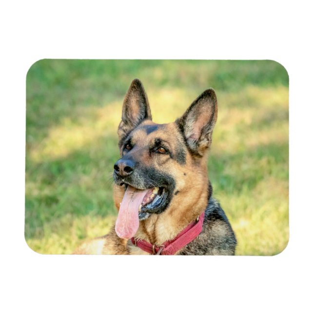 Magnet Flexible Allemand Shepard (Horizontal)