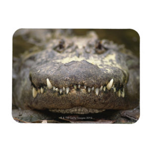 Magnet Flexible Alligator américain